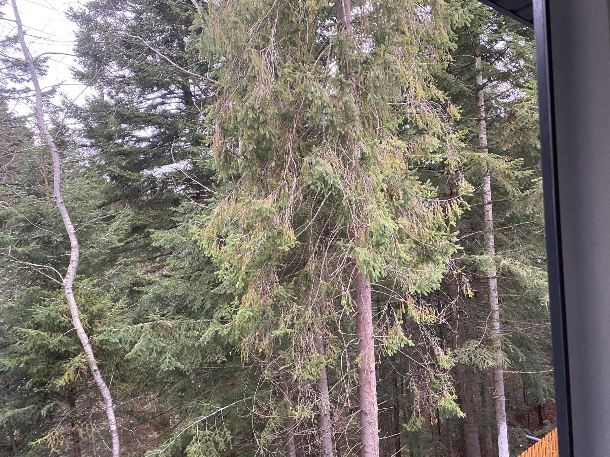 Феєрія Лісу Aparthotel Skhidnytsia Buitenkant foto